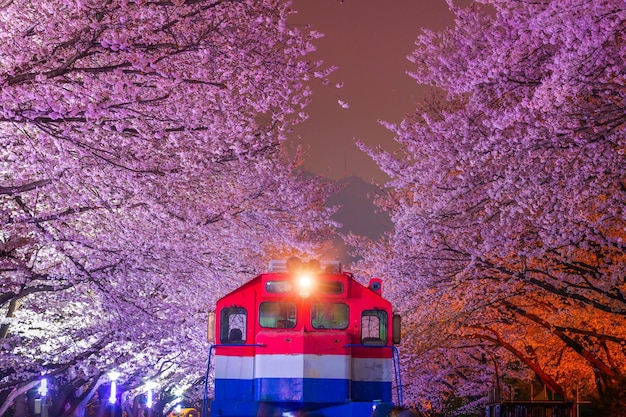 Wiśniowy kwiat na wiosnę jest popularnym miejscem do oglądania wiśni jinhae w Korei Południowej