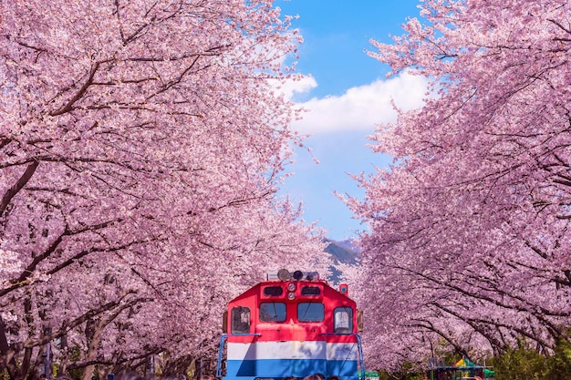 Wiśniowy kwiat na wiosnę w Korei jest popularnym miejscem do oglądania wiśni jinhae w Korei Południowej