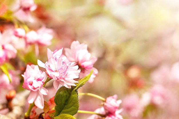 Wiśniowy kwiat sakura kwiaty w słońcu Streszczenie niewyraźne szerokie tło drzewa kwitnącego wiosną Selective focus Copyspace