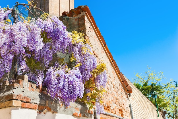 Wisteria kwiaty na starożytnym domu. Wenecja, Włochy