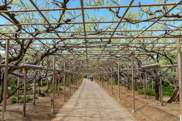 Wisteria kwitnących drzew krata kwitnie wiosną