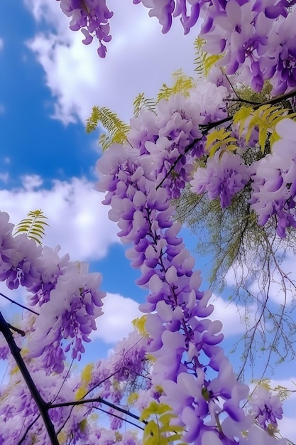 Wisteria kwitnie na niebie