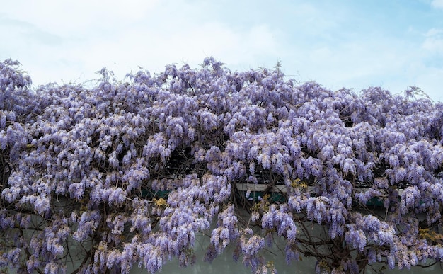 Wisteria nad niebieskim ogrodzeniem