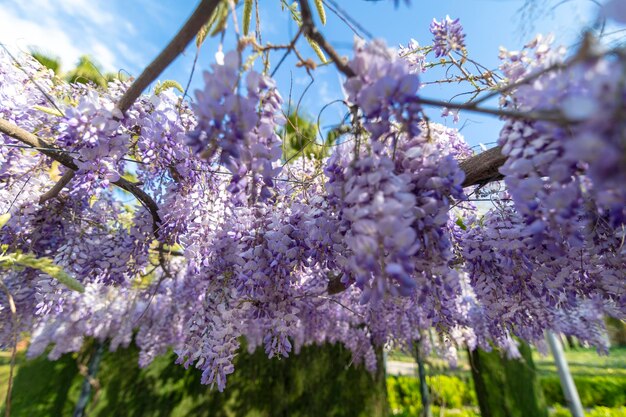 Wisteria to rośliny pokrywające dziesięć gatunków pnączy pnących pochodzących z Australii i Azji