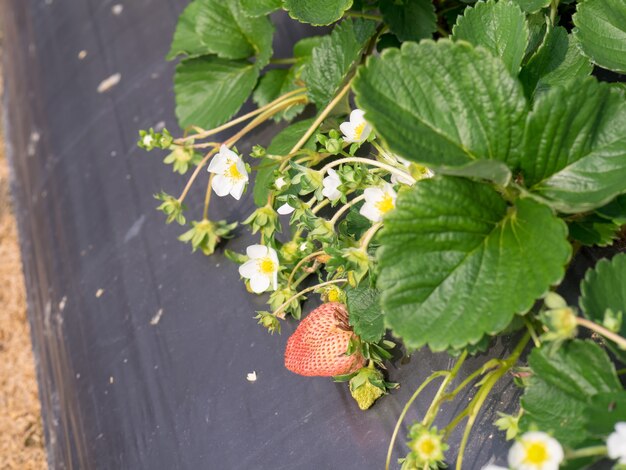 Zdjęcie wisząca farma truskawek pełna dojrzałych truskawek