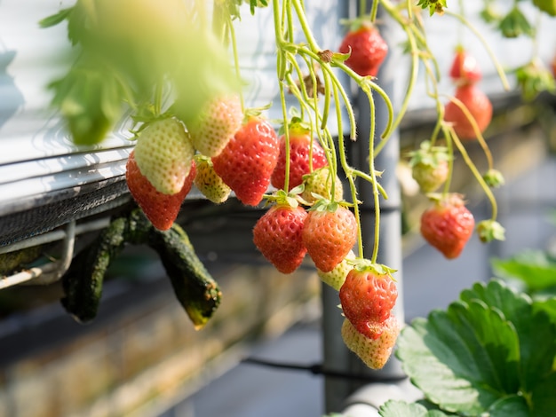 Wisząca farma truskawek pełna dojrzałych truskawek