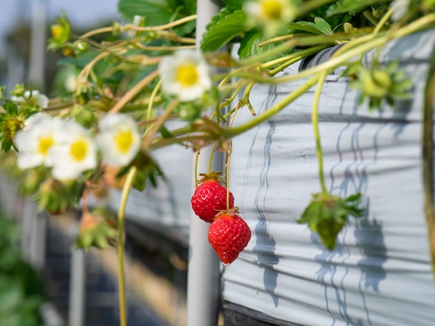 Wisząca farma truskawek pełna dojrzałych truskawek