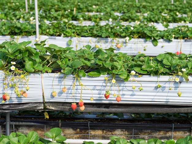 Wisząca farma truskawek pełna dojrzałych truskawek