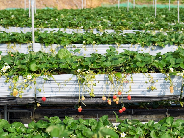 Wisząca farma truskawek pełna dojrzałych truskawek