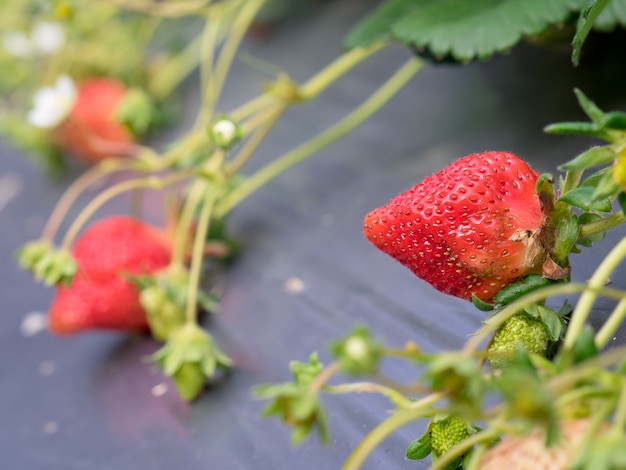 Wisząca farma truskawek pełna dojrzałych truskawek