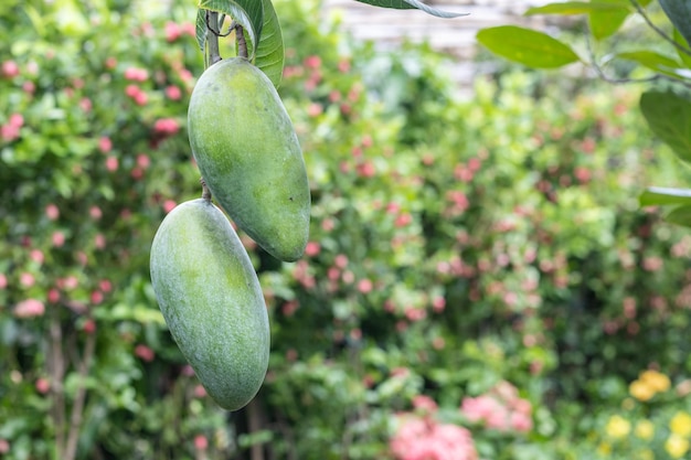Wiszące dwa surowe mango w ogrodzie z bliska z miejscem na kopię