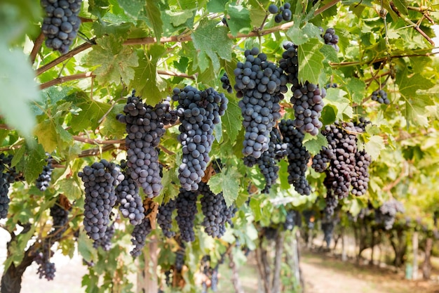 Wiszące kiście winogron w winnicy