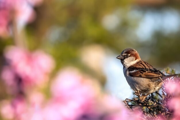 Witaj wiosna od wróbla małego ptaka siedzącego na drzewie z różowymi kwiatami Wesołych Świąt