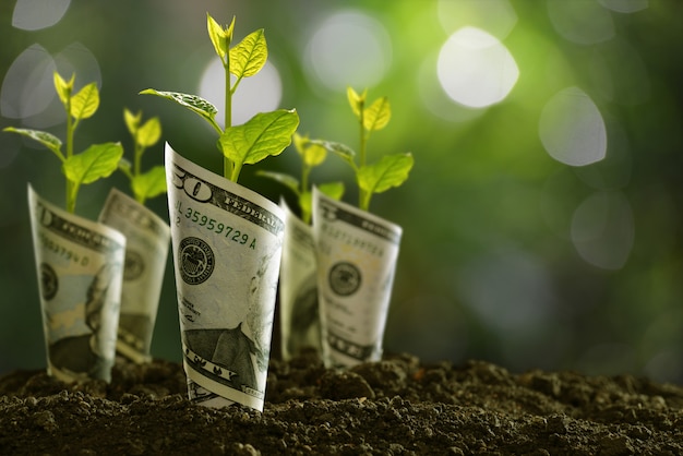 Wizerunek banknoty toczone wokół roślin na ziemi dla biznesu