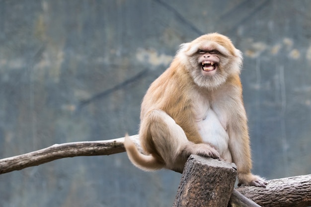 Wizerunek brown Rhesus małpy na naturze.