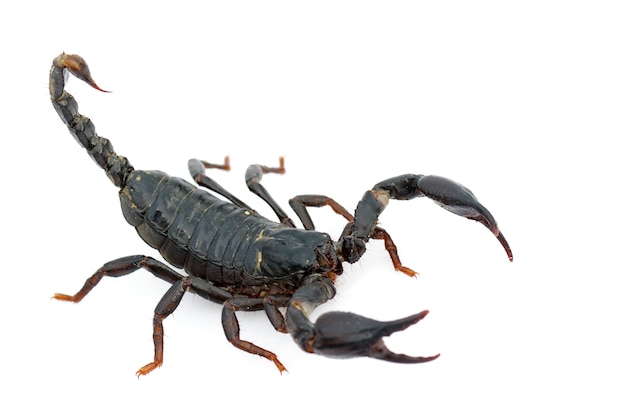 Zdjęcie wizerunek cesarza skorpion na bielu (pandinus imperator). owad. zwierzę.