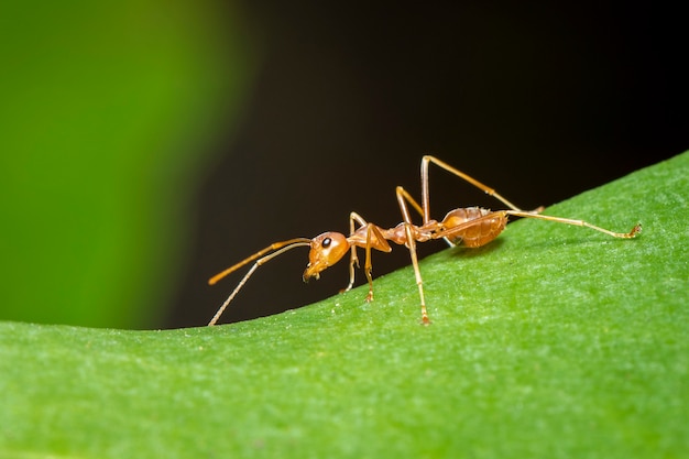 Wizerunek czerwona mrówka na zielonym liściu (Oecophylla smaragdina). Owad. Zwierzę