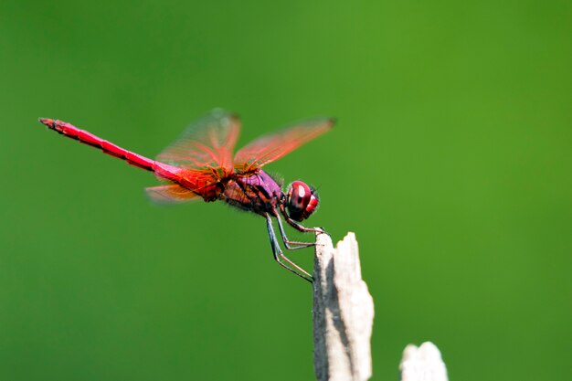 Wizerunek dragonfly umieszczający na gałąź na naturze.