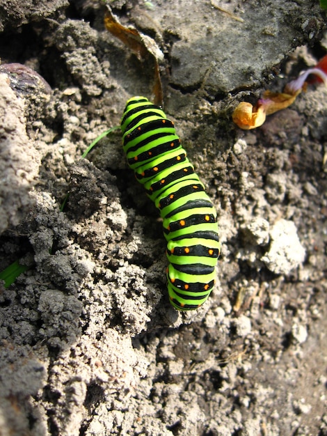 Wizerunek gąsienicy motyla machaon na kamieniu