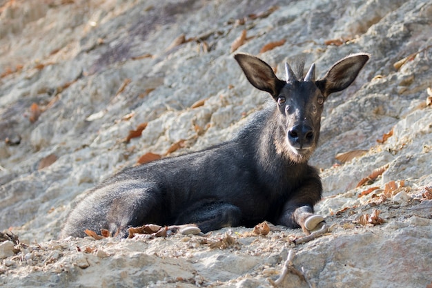 Wizerunek giemza na skałach w Thailand. Dzikie zwierzęta. (Sumatran serow)