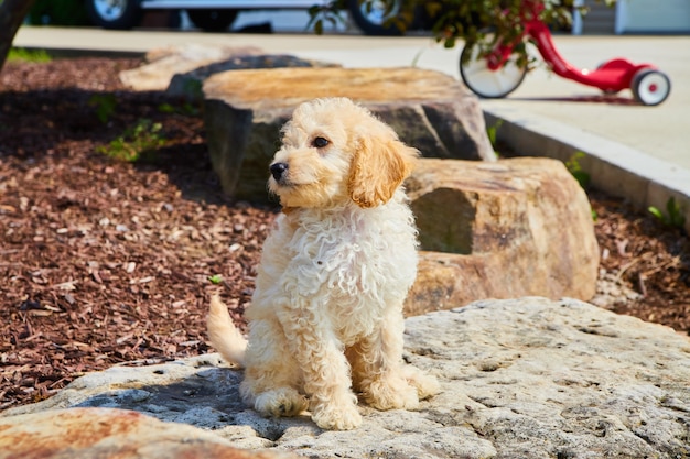 Wizerunek Golden Retrievera siedzącego na skałach z zabawkami dla dzieci w tle