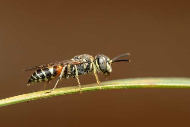 Wizerunek małej pszczoły lub pszczoły karłowatej Apis florea na zielonym liściu na naturalnym tle Owad Zwierzę