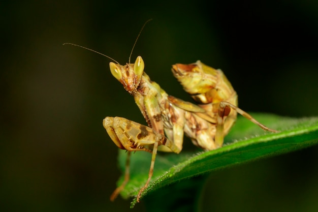 Wizerunek Modliszka Stoi Na Zielonym Liściu Na Naturze. Owad. Zwierzę.