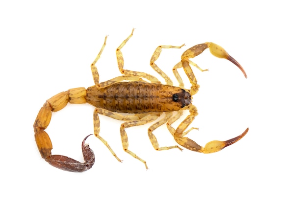 Wizerunek odizolowywający brown skorpion. Owad. Zwierzę.