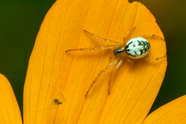 Wizerunek pająka mangora acalyphaAraneidae na żółtym kwiecie na tle przyrody Cricketbat orbweaver Owad Zwierzę