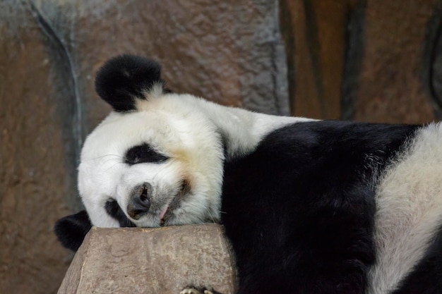 Wizerunek pandy śpi na skałach Dzikie zwierzęta