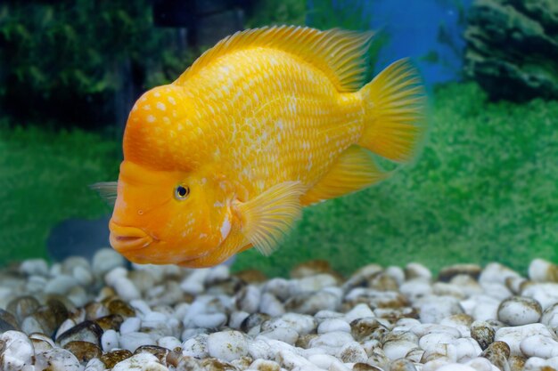 wizerunek pięknej ryby akwariowej Amphilophus citrinellus