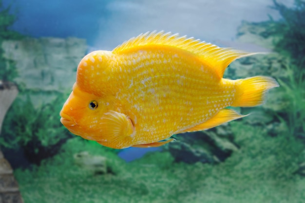 Zdjęcie wizerunek pięknej ryby akwariowej amphilophus citrinellus