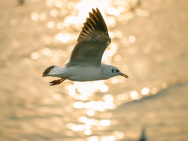 Wizerunek Piękny Seagull Z Wodnym Tłem I Słonecznym Dniem.