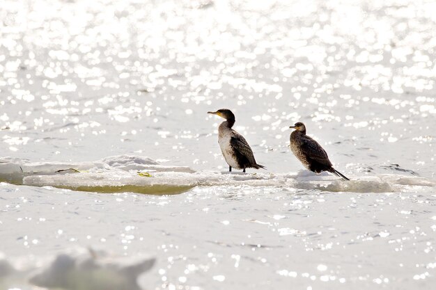 wizerunek ptaka Phalacrocorax auritus unoszącego się na krze lodowej na rzece