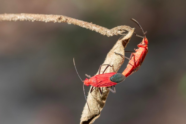 Wizerunek robaka czerwonej bawełny Dysdercus cingulatus na liściu Owad Animal Pyrrhocoridae