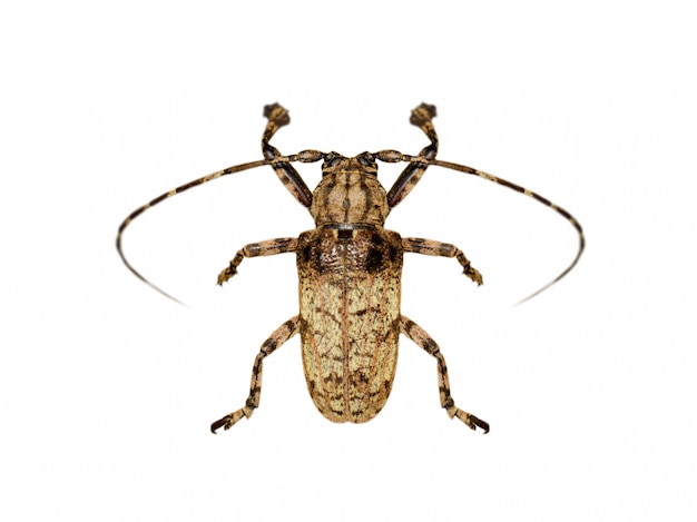 Wizerunek ścigi Moechotypa (Longhorn) na białym tle