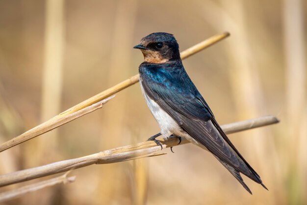 Wizerunek Stajni Dymówki Ptak Na Naturalnym (hirundo Rustica). Ptak. Zwierzę.