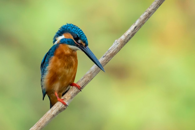 Wizerunek wspólnego zimorodka Alcedo atthis siedzący na gałęzi na tle natury Bird Animals