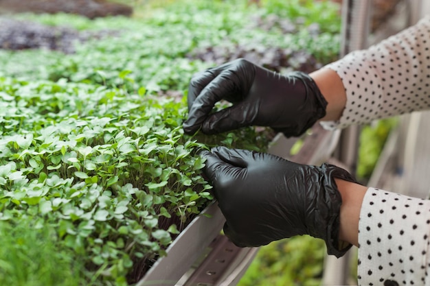 Właściciel agronoma szklarni monitoruje jakość mikrogreenów. Mały biznes