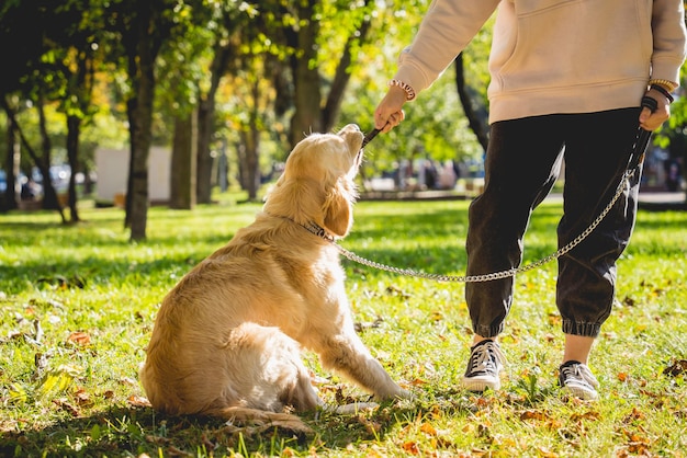 Właściciel bawi się w parku golden retriever