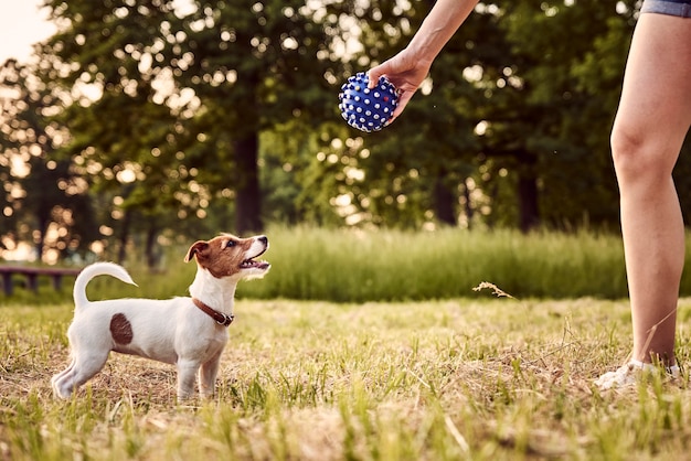 Zdjęcie właściciel bawi się w parku z psem jack russell terrier