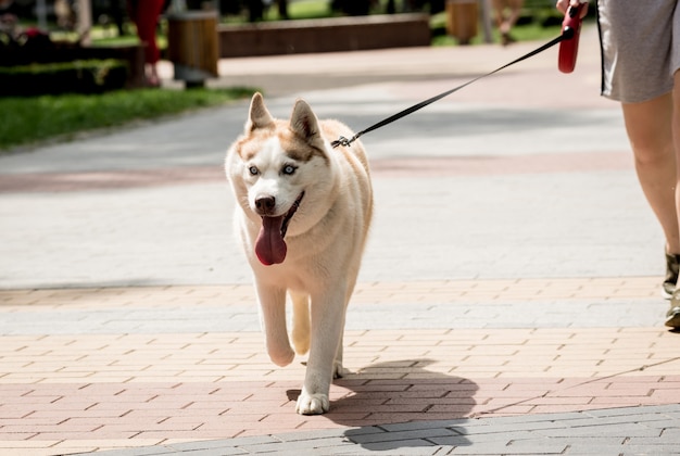 Właściciel na spacerze z psem husky po parku