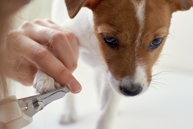 Właściciel przycina gwoździem Jack Russel Terrier szczeniak pies nożyczkami