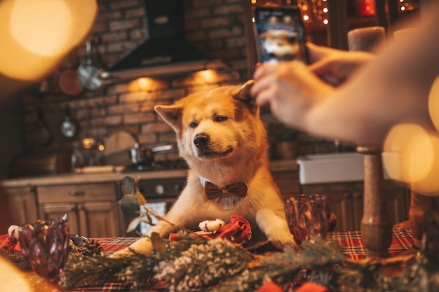 Właściciel psa robi zdjęcie na telefonie szczęśliwej rasy akita inu z muszką w świątecznym udekorowanym domku