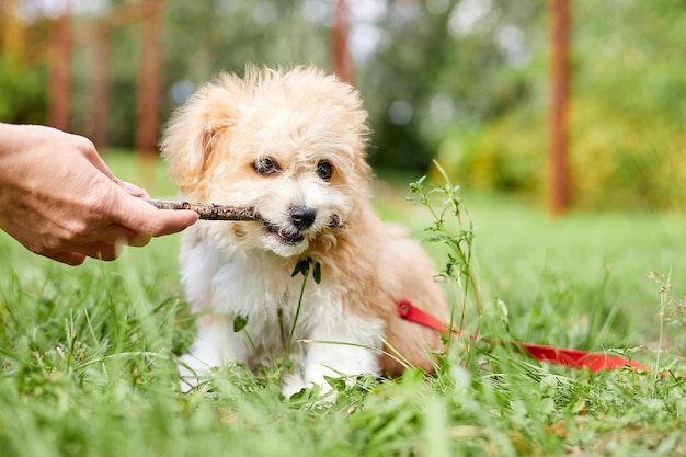 Właściciel psa wbija patyk w zęby szczeniaka Maltipoo