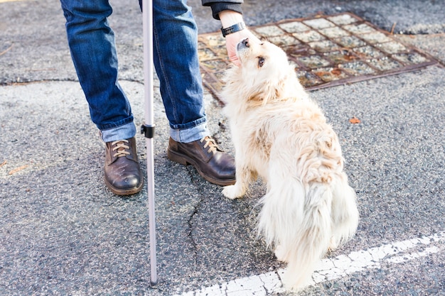 Zdjęcie właścicielka delikatnie pieszcząc swojego psa. męska ręka poklepująca białą głowę psa