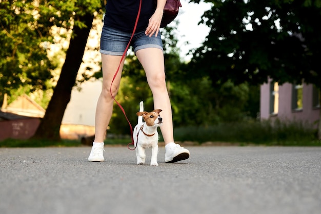 Właścicielka wyprowadza swojego psa jack russell terriera na zewnątrz