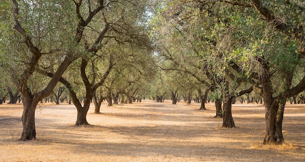 Włochy, Region Apulia, Południe Kraju. Tradycyjna Plantacja Drzew Oliwnych.