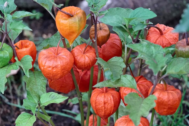 Włochy, roślina chińska (Physalis alkekengi) w ogrodzie