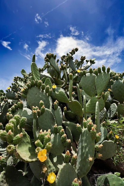 Włochy Toskania Wyspa Elba Opuncja Opuntia phaeacantha